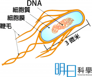 大腸桿菌構造