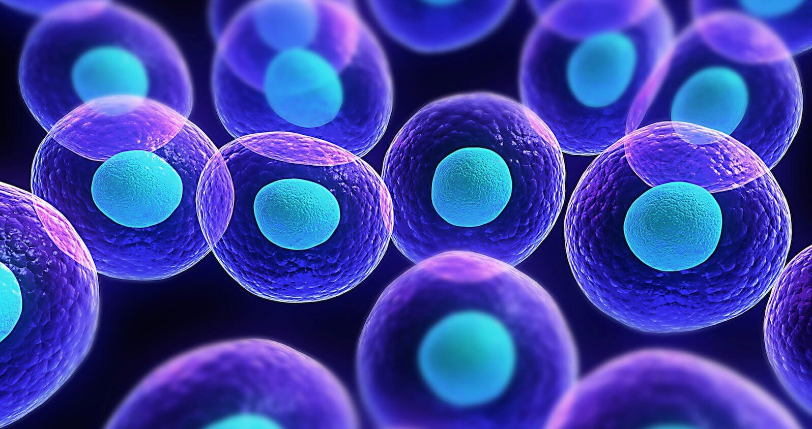 具有無限潛能的幹細胞 （圖：Asymmetrex）