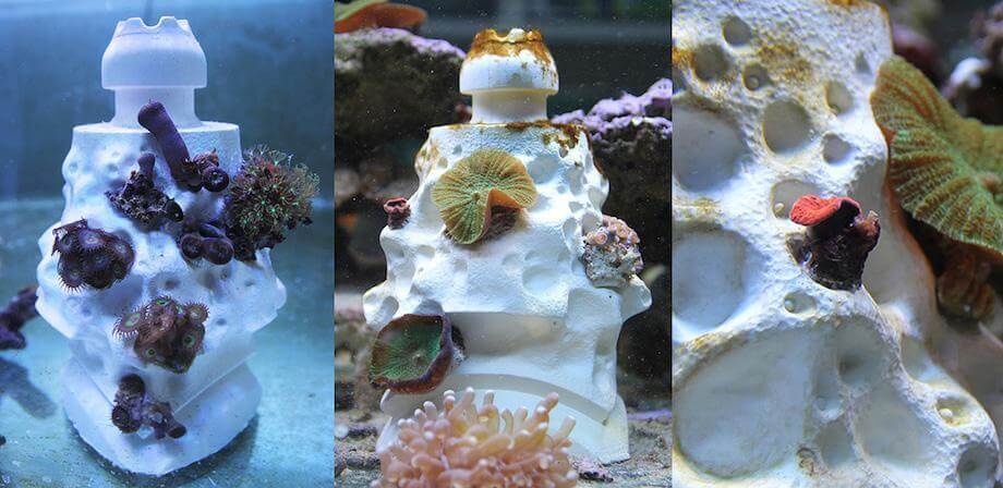 在海中浮游的幼年珊瑚，會依附在人造珊瑚礁上生長 （圖：RDL）