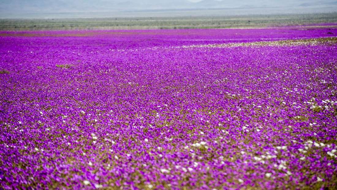 阿塔卡瑪沙漠大片鮮花綻放