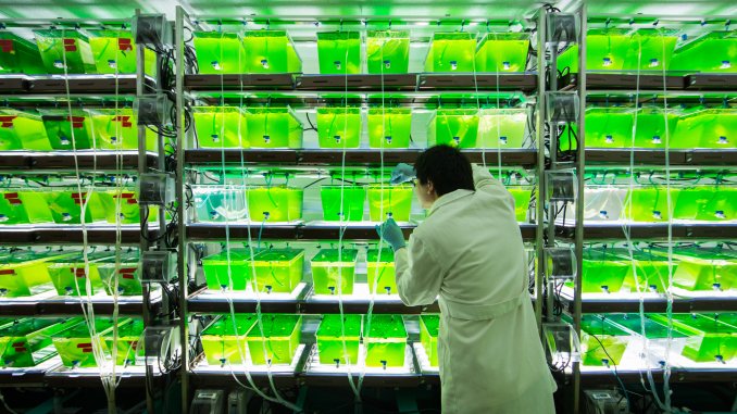 Undergraduate research assistant Charles Zhou checks the tubing used to deliver nutrients to the algal biofuel aquariums.