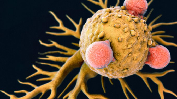 T lymphocytes on cancer