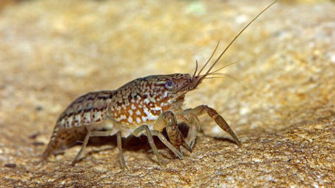 crayfish_16x9
