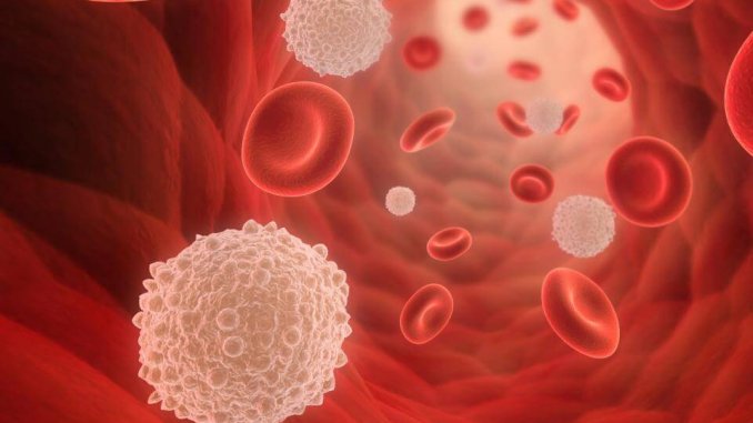 Red & White Blood Cells