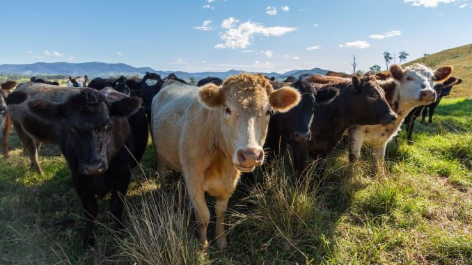 Herd of cows