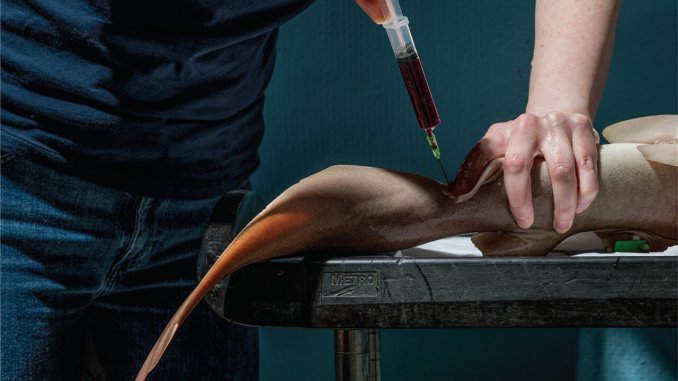 研究人員從鯊魚身上抽取血液,以分析微小抗體