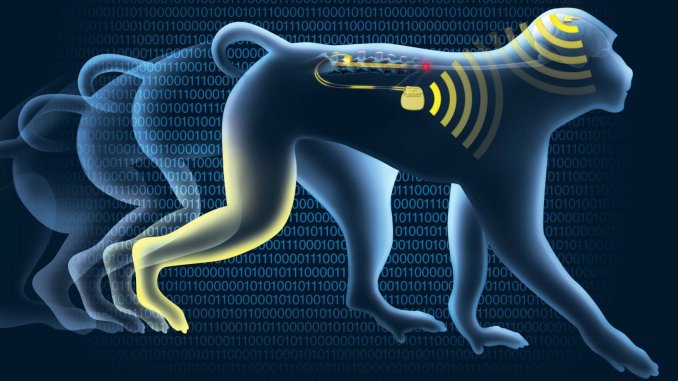 brain-spine-interface