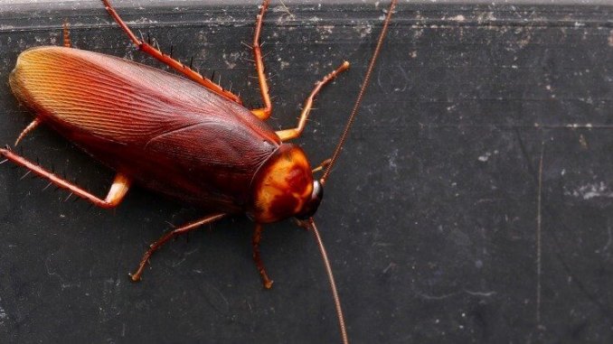 cockroachmilkpic2_1024
