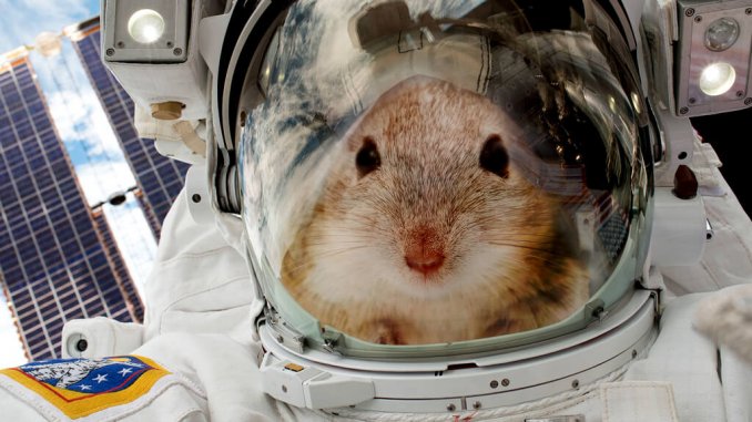astronaut-mice