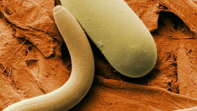 Soybean_cyst_nematode_and_egg_web_1024