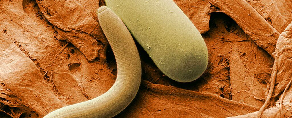 科學家成功復活冰封四萬年的線蟲