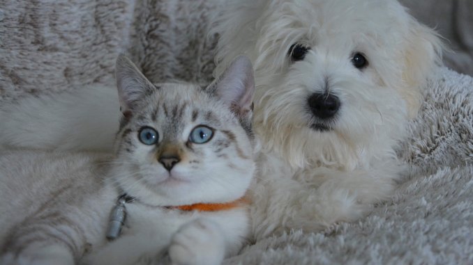 dog-2822939_1920_cc0_pixabay_jaclou-dl