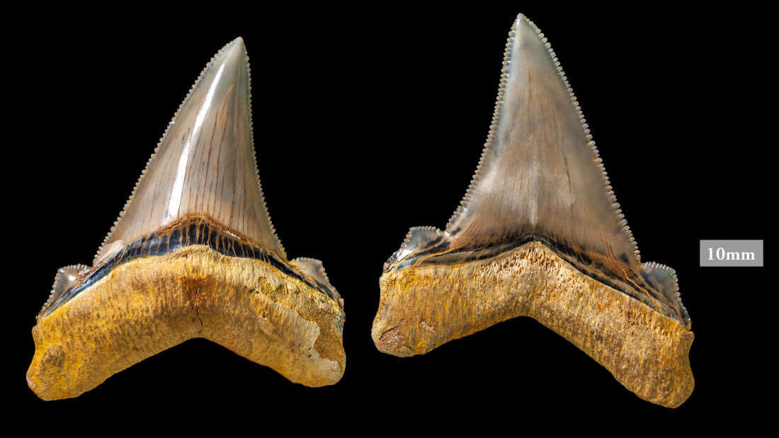 澳洲發現的安格斯迪鯊牙齒將近 7 公分長。（圖：Musemum Victoria）