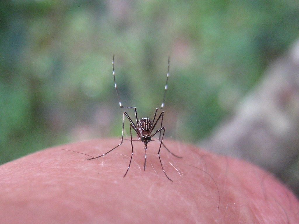 消滅瘧疾蚊子 不會造成生態失衡