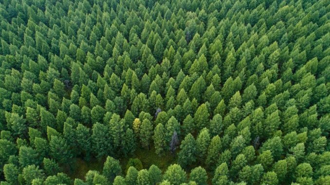 FOREST