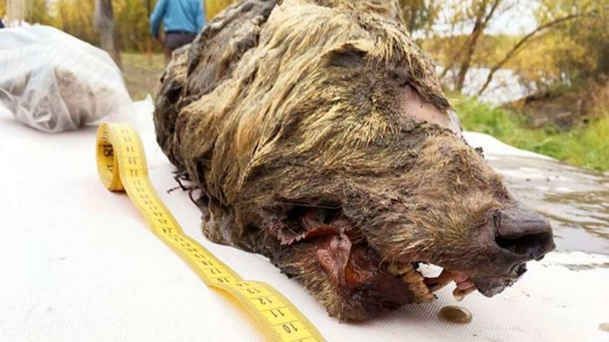 Pleistocene wolf head