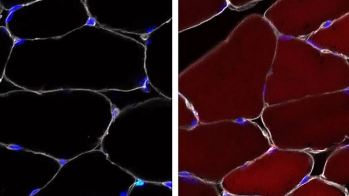stem-cell-report-in_1024