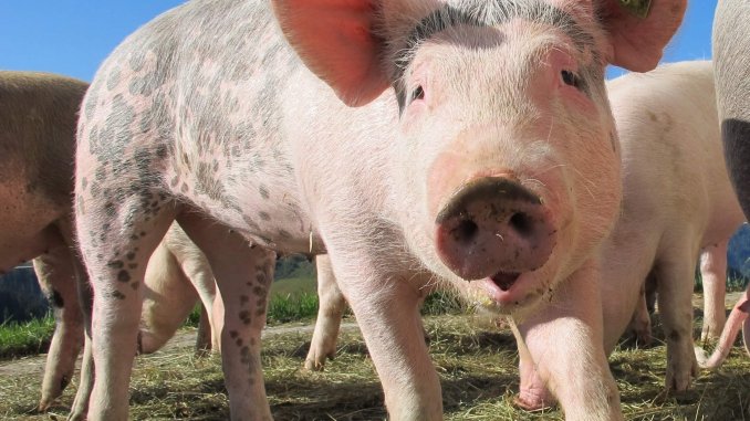 nature-animals-pig-alp-rona-63285