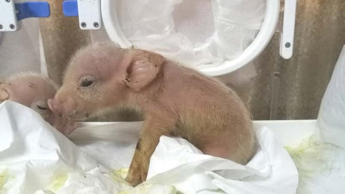猴豬嵌合體