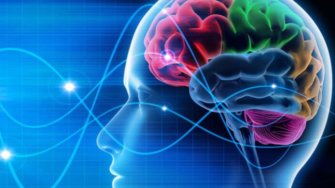 brain