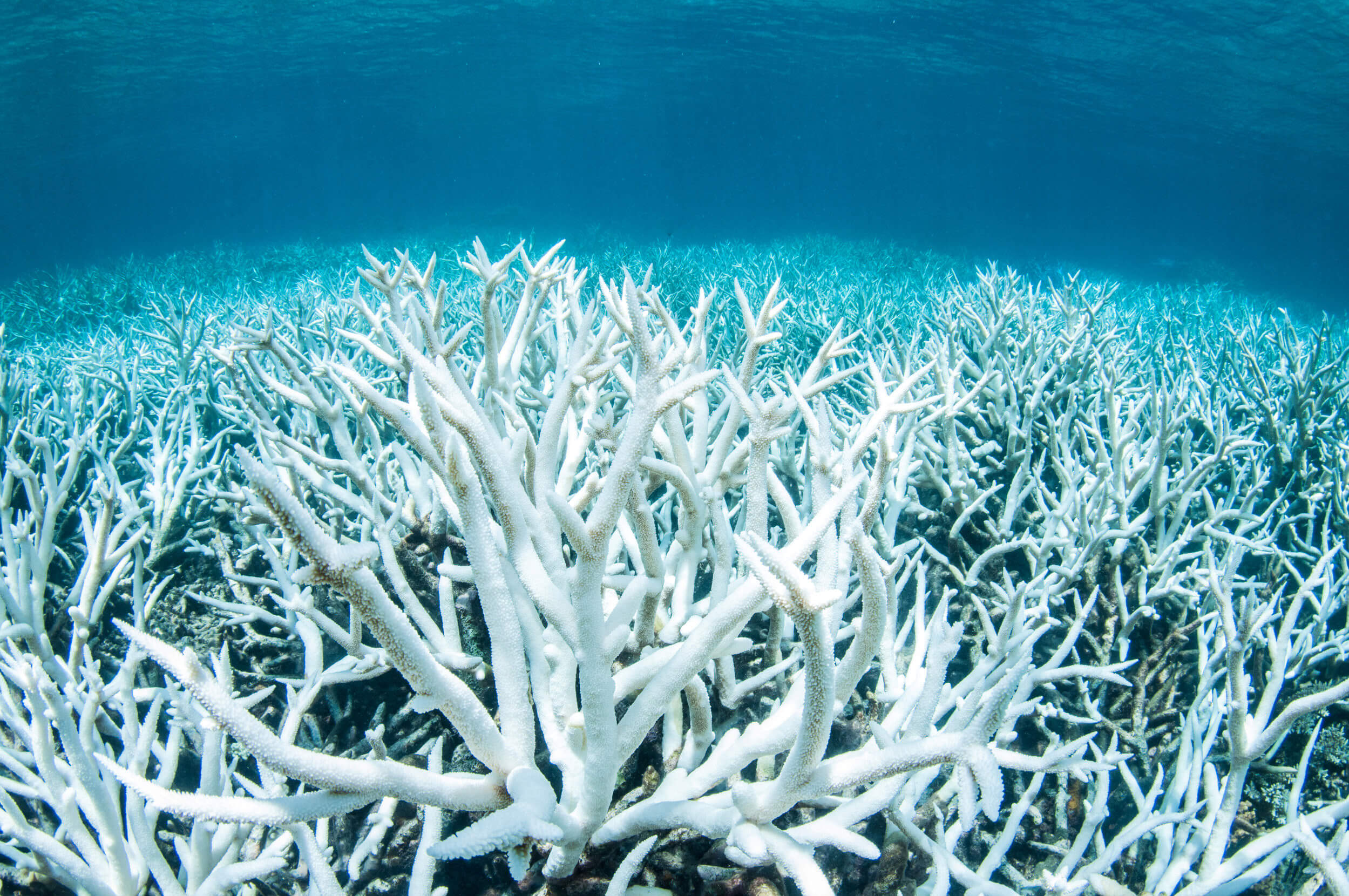 澳洲大堡礁的大規模珊瑚白化死亡事件都是因極端「水下熱浪」所引起的- 明日科學新媒體