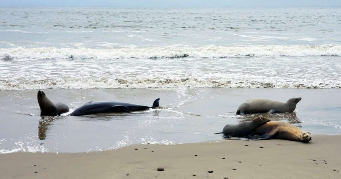 加洲海岸的海獅和海豚正以空前的速度死亡。（圖片來源：CIMWI）