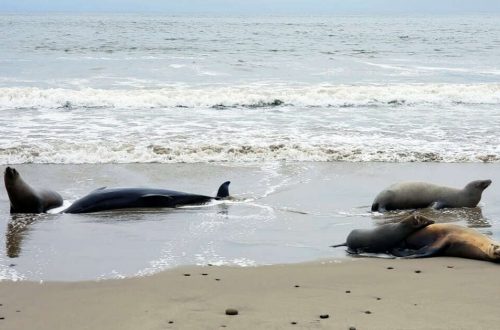 加洲海岸的海獅和海豚正以空前的速度死亡。（圖片來源：CIMWI）