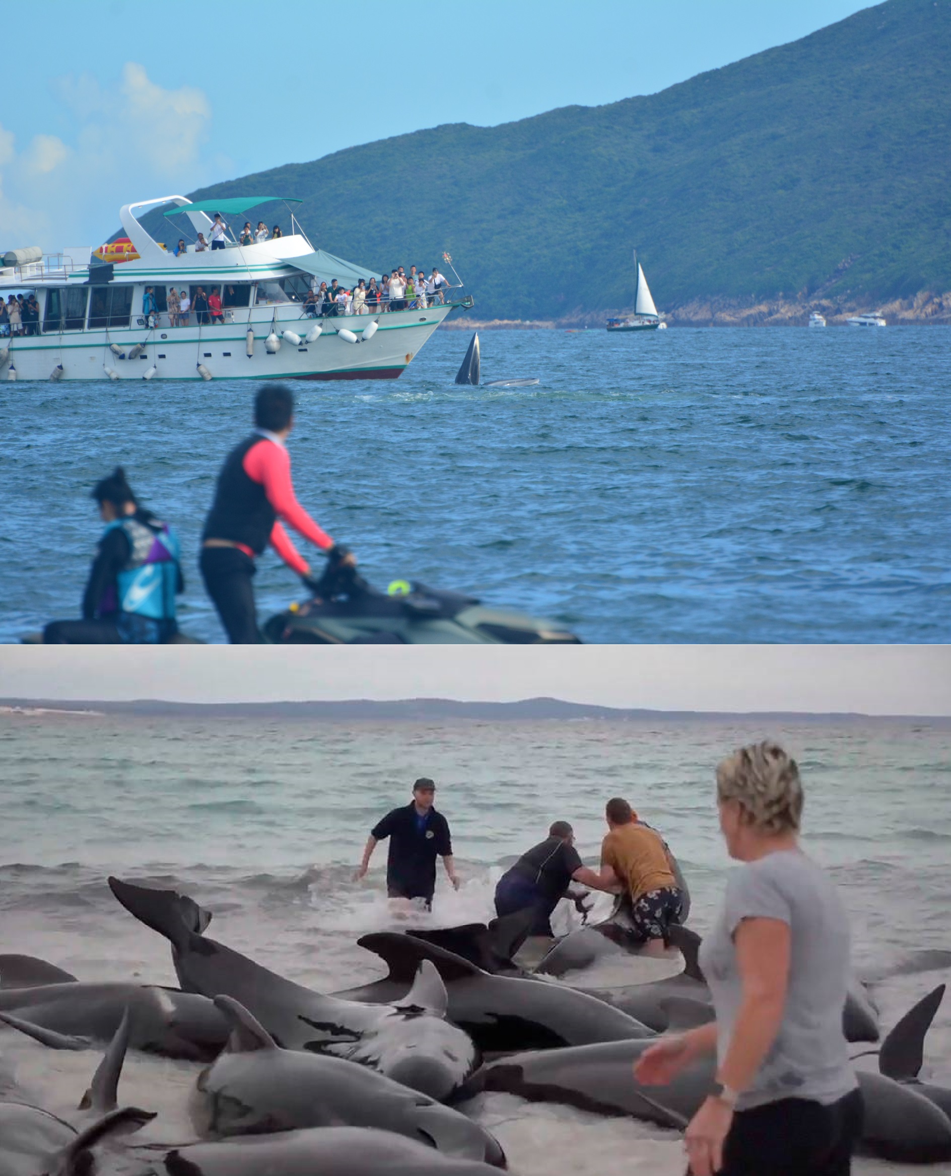 Dozens of pilot whales beach in mass stranding in Western Australia