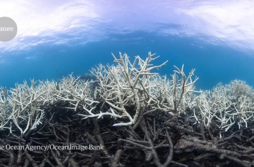 海水溫度如泡澡 珊瑚礁活活被餓死