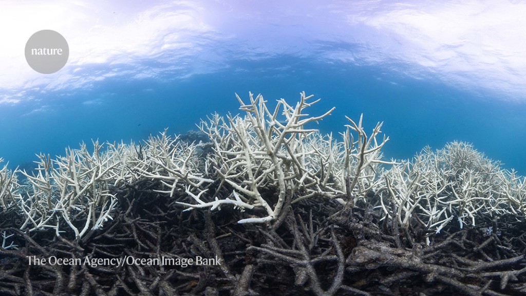 海水溫度如泡澡 珊瑚礁活活被餓死