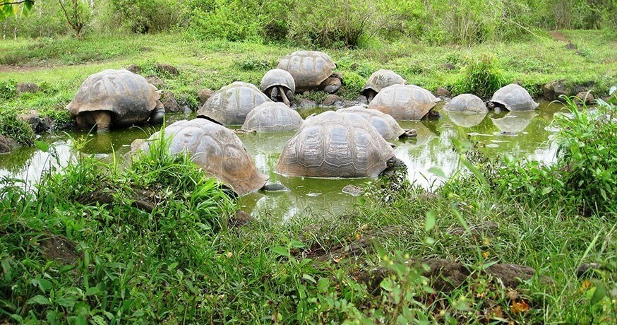 加拉帕戈斯象龜如何幫助牠的動植物好友 讓當地島嶼生態重獲新生