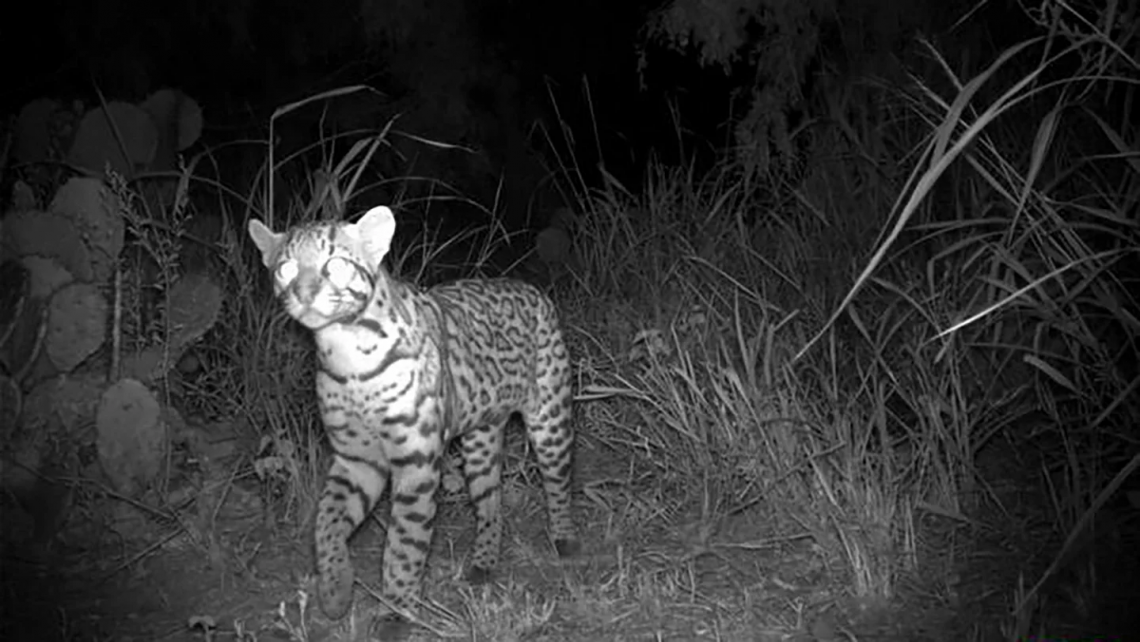 德州公路野生動物出口助「瀕危豹貓」