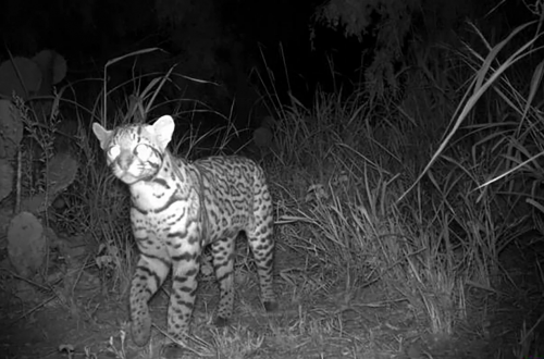 德州公路野生動物出口助「瀕危豹貓」