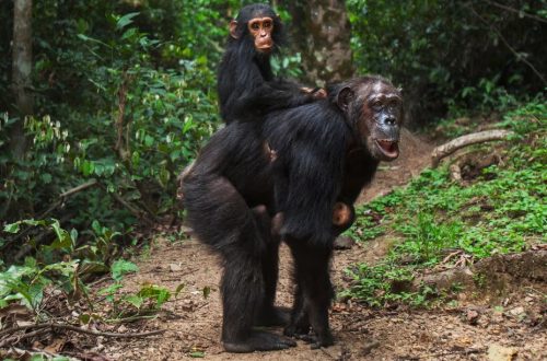 黑猩猩媽媽也有「更年期」？ 科學家挑戰「祖母假說」的新發現