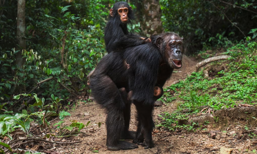 黑猩猩媽媽也有「更年期」？ 科學家挑戰「祖母假說」的新發現