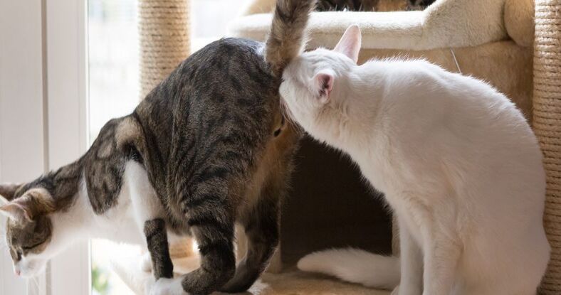 貓咪可能跟狗一樣，可藉由肛門附近的氣味來做某種程度的互識。