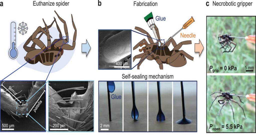 萊斯大學機械工程師如何將死蜘蛛轉變為necrobotic抓取器的過程，這些抓取器能在液壓壓力觸發下抓握物品。