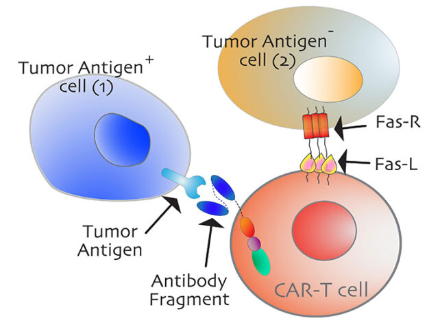 癌症療法
這幅圖描繪了一種稱為Fas介導的CAR-T細胞（紅色）如何殺死旁觀者腫瘤細胞（金色）。這種CAR-T細胞不僅能夠攻擊旁觀者細胞，還能夠攻擊其他癌細胞（藍色）。