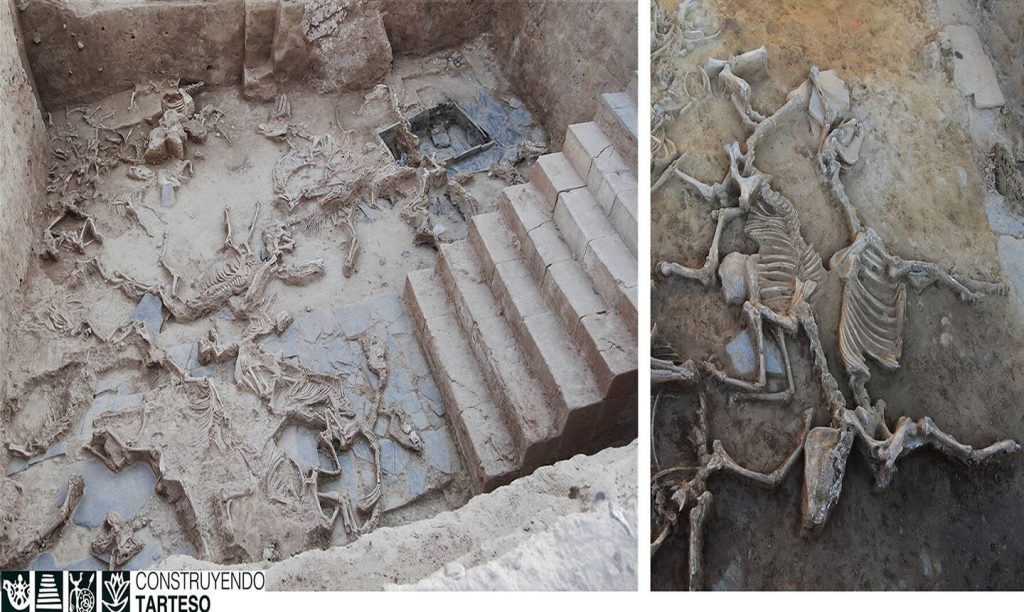 Casas del Turuñuelo遺址（位於西班牙巴達霍斯）庭院中的犧牲馬匹。鐵器時代的塔爾特索文化，自2017年以來發現並進行挖掘。
動物骨骸