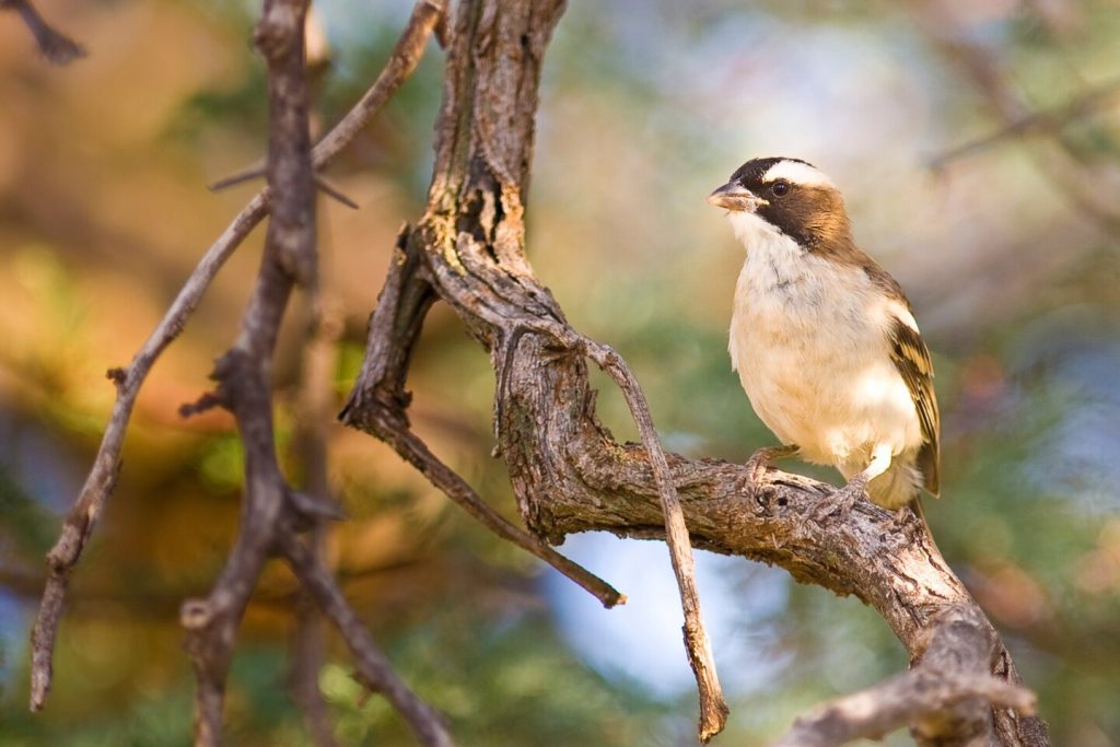 沙漠中的鳥類在有更多幫手時，會產下更大的蛋
白眉雀織鳥（White-browed sparrow weaver）的哺育幫手（通常是有親緣關係）會完全放棄自己的繁殖機會。