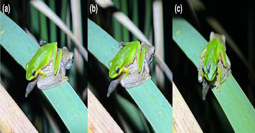 圖像顯示了一隻雌性蚊子（Mimomyia elegans）降落在成年的Litoria fallax蛙上，隨後在其鼻孔進食。可以看到蚊子（a）降落在青蛙背部中間，（b）沿青蛙背部向頭部爬行，最後（c）停在青蛙頭部前端，正在右鼻孔進食。L. fallax蛙正位於一隻Litoria peronii蝌蚪的上方。