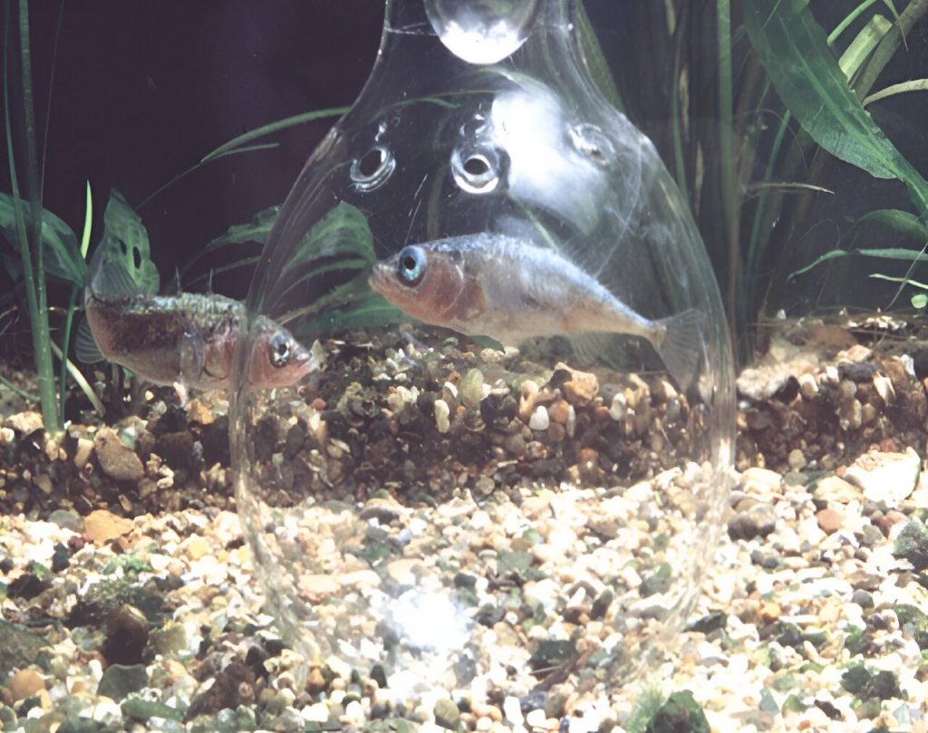 三刺魚雄性（左）正在檢查引入其領地範圍內的玻璃瓶中的入侵者