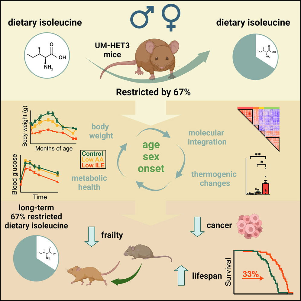 這張圖表總結了在研究中減少異亮氨酸攝取對老齡化小鼠的影響，展示了限制攝取67%異亮氨酸如何影響小鼠的體重、血糖、代謝健康、性別成熟開始時間、分子整合、產熱變化，以及最終對壽命和癌症發病率的影響。
