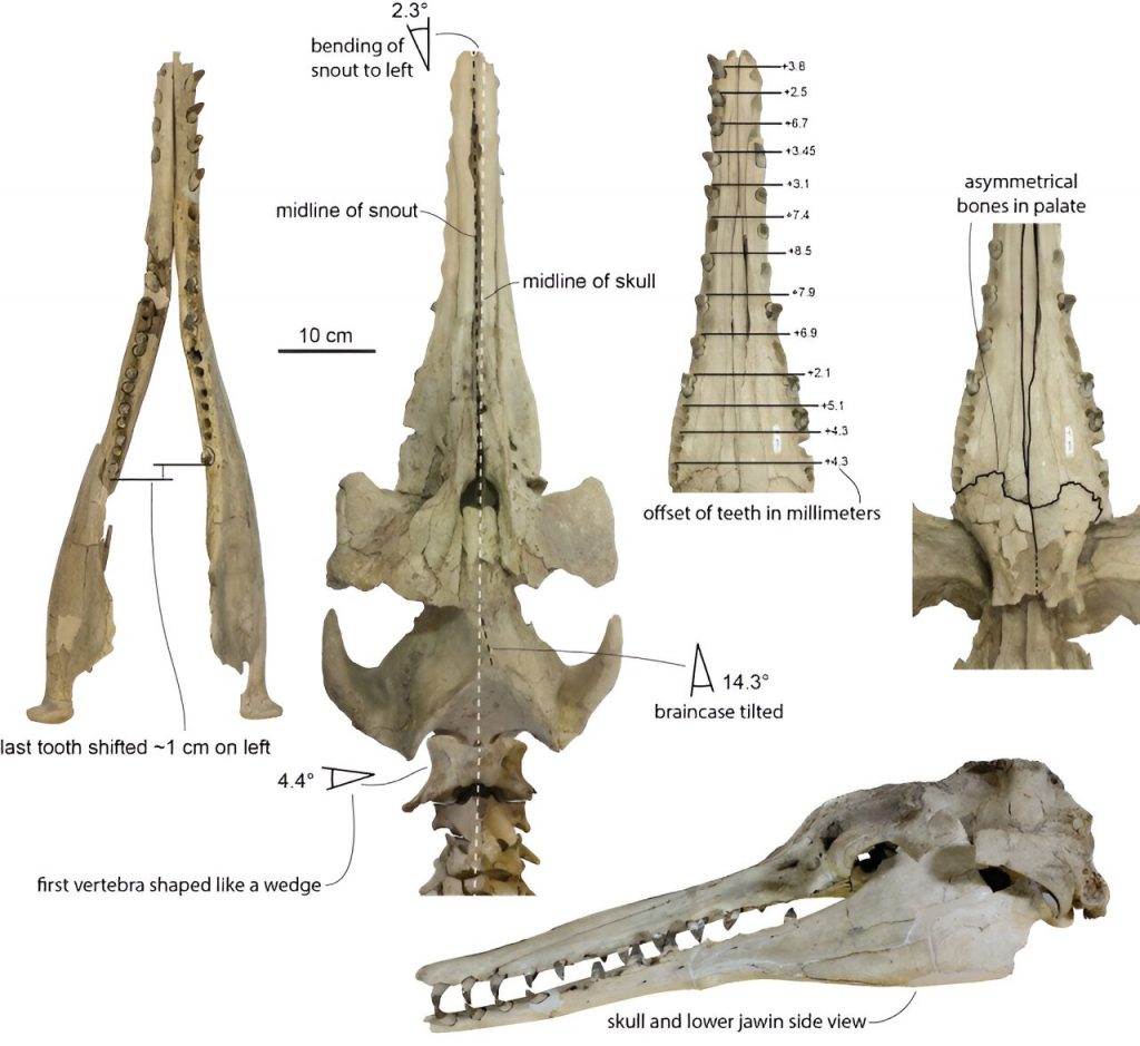 「異齒鯨」化石揭露鯨魚跟海豚 如何「共演化」回聲定位能力
化石展示了異齒鯨的不對稱特徵。