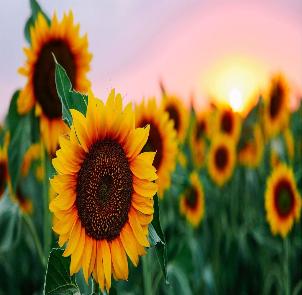 Unraveling the Mystery: How Sunflowers Chase the Sun and Predict 