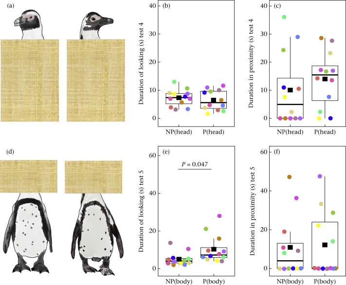 實驗證實 企鵝傾向接近斑點完整的個體
研究顯示，非洲企鵝透過觀察伴侶與非伴侶的頭部與下半身，能夠區分彼此。這通過觀察它們對不同圖像注視和靠近的時間來證明。