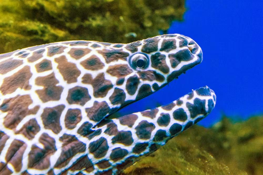 花鰻的皮膚上有很酷的獨特圖案。