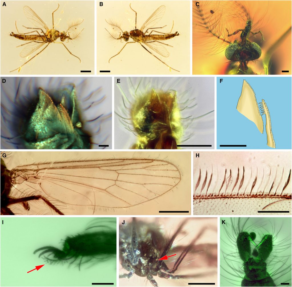 古老雄性蚊子特徵的圖片：它有一個特別長的吸管，比觸角還長；鋒利且有齒的下顎；無鱗片的上唇突；以及翅膀邊緣有鱗片，但翅脈上沒有。這種蚊子的特徵顯示了它獨特的演化適應。