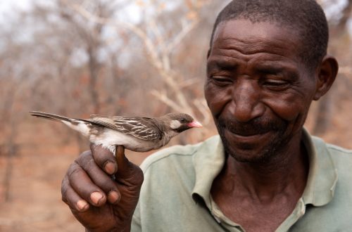 交流的藝術：黃蜂引路鳥與非洲蜂蜜獵人揭開自然界獨特「合作密碼」