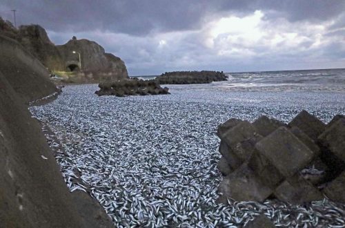 「從未見過如此景象」北海道驚現沙丁魚大量擱淺，恐被「大魚追趕」或進入「冷水域」所致